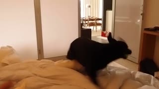 Dog and owner demonstrate hilarious morning routine