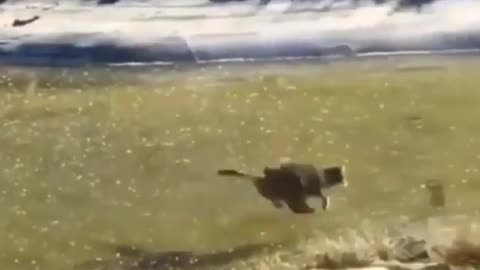 Feline on Thin Ice: The Underwater Chase!
