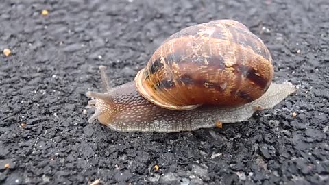 Snail Mollusk Shell Garden Nature Animal Slow