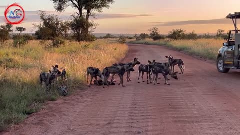 African Wild Dogs at Sunrise in Kruger National Park - An Incredible Sighting!