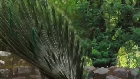 Amazing 🦚cute😊 #explorepage #viralvideos