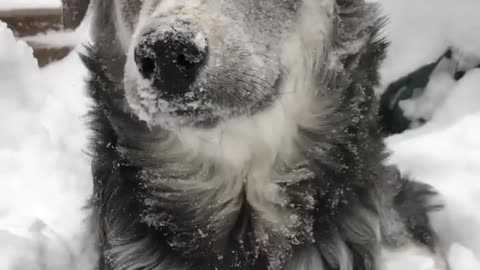 A dog afraid of cold.