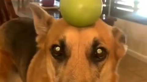 Funny dog videos latest 2023😂😂😂