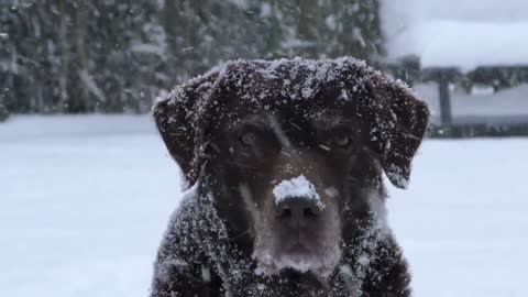 dog in snow