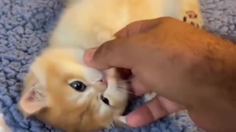 cat stretches when caressed