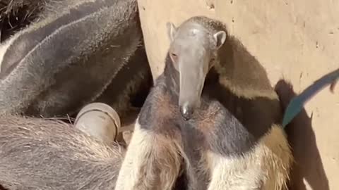 A Giant anteater's tongue can reach up to 2 feet in length!