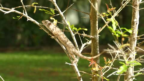 colorful bird on a tree