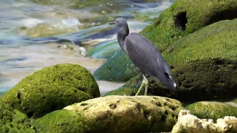 Gray Seagull