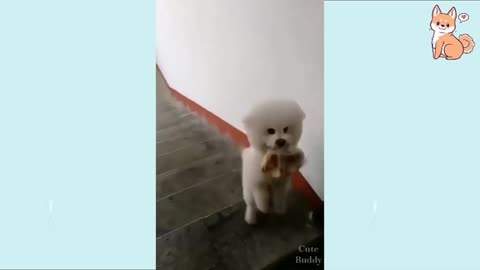 Funny Dog Walking Up The Stairs