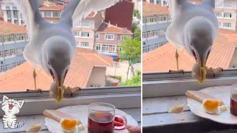 Watch this wonderful stork eat breakfast from the balcony with the utmost kindness