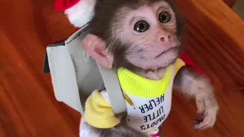 Funny Monkey Antics Caught on Camera