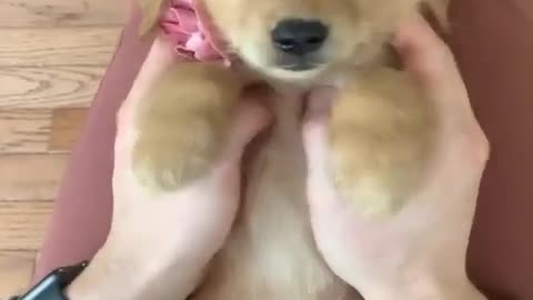 Cute and Funny Puppies