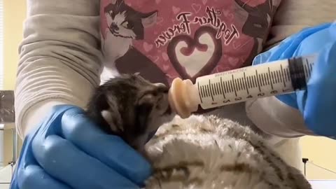 Kitten Rescued 😷😷😷😷😷😷
