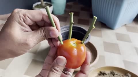 How To Grow Lemon Tree Small Cuttings In A Tomato