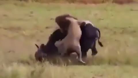 Lions kill a female buffalo..