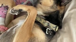 8-Month-Old and Dog Cuddle in Bed and Wake up Dad