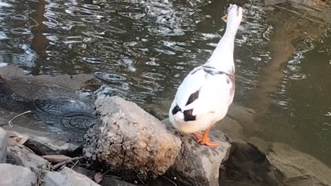 Cute Goose Pet Video By Kingdom Of Awais