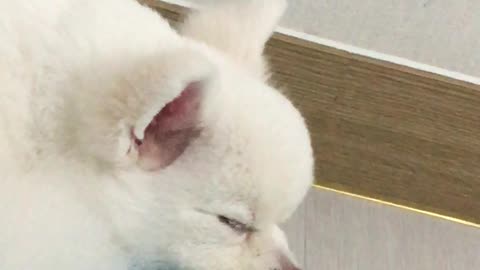 sleeping puppy