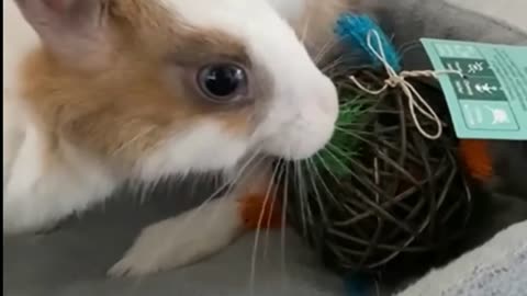 cutest bunny is playing#trending #new rabbits status# man mast magan 😍