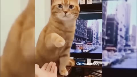 Try Not To Laugh 😂😹 - Funny Cat & Dog Video | Funny Animals Videos