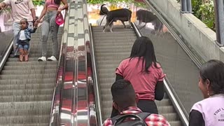 Independent Doggo Chillaxes On Escalator