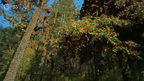 Watch a Breathtaking Monarch Butterfly Swarm