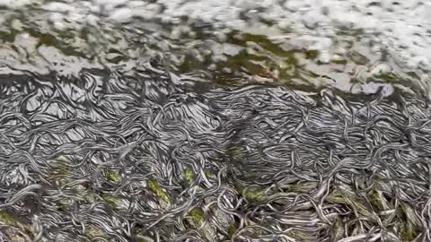 Baby Eels Migrating Up the Kenduskeag River