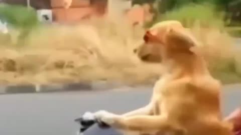 Girls vs dog funny video