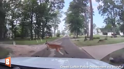 Police Chase Kangaroo on the Loose... in Texas