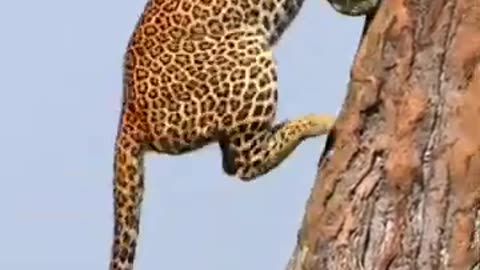 Kids vedio animals leopard climbing tree wildlife animals