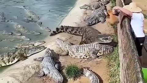 Crocodile 🐊funny videos