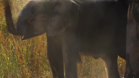 Elephants Conducting Dusting Routine To Cool Off