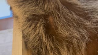 Raccoon Rests In Dresser Drawer