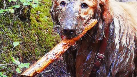 Hiking Golden Retriever Finds Mud Puddle