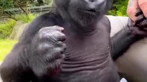 Fanny animals video 😍😂🤣 monkey