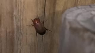 First June Bug Siting