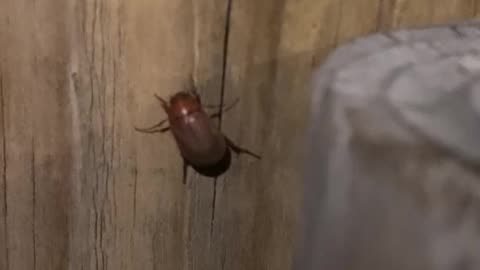 First June Bug Siting