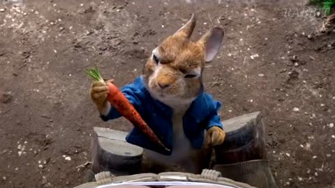 Rabbit funny and amazing video 2023 very funny video