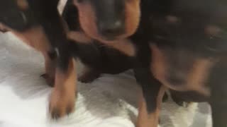 Dobermann miniature pinscher puppies