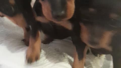 Dobermann miniature pinscher puppies