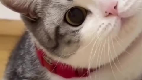 Funny animal videos - Funny cats / dogs - Funny animals