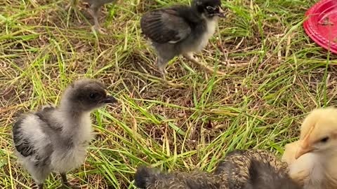 Newest Residents at Galt's Landing!