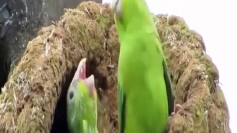 Funny little parrot bickering