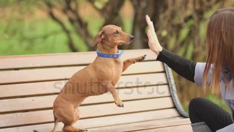 High Five teamwork between girl dog