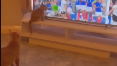 Funny 🤣 cat 😺 | Trying to catch 🏀
