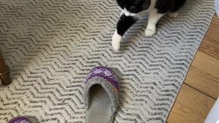 Cat VS house shoes