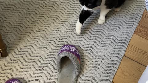 Cat VS house shoes