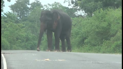 Wild Elephant attack