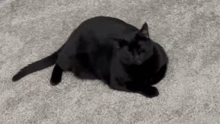 Adopting a Cat from a Shelter Vlog - Cute Precious Piper Enjoys Tail Talk on the Carpet