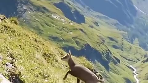 Eagle hunting a deer and took it in the sky